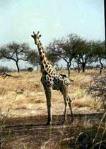 A Nigerian giraffe