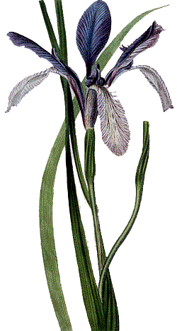 Fleur de lis, otherwise known as an Iris.