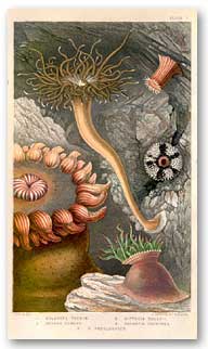 An illustration from P. H. Gosse, The British Sea-Anemones and Corals (1860). 