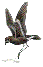 A stormy petrel, dancing on water