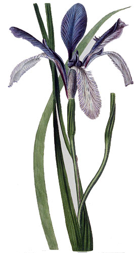 Watercolour of an iris