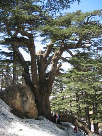 A cedar of Lebanon