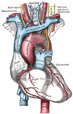 Human heart from Gray's Anatomy, 1918 edition
