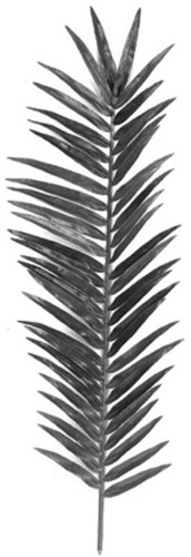 A palm branch