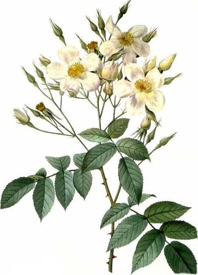 Rose Moschata, by Redoute