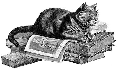 A cat on a pile of books. Could be Oliver.