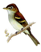 A flycatcher