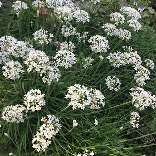 Bees in Queen Anne's lace